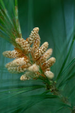 Load image into Gallery viewer, Eastern White Pine | Small Tree Seedling | The Jonsteen Company