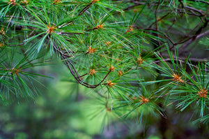 Eastern White Pine | Small Tree Seedling | The Jonsteen Company
