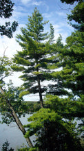 Load image into Gallery viewer, Eastern White Pine | Small Tree Seedling | The Jonsteen Company