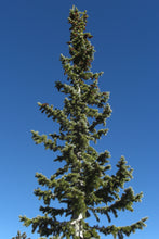 Load image into Gallery viewer, Engelmann Spruce | Small Tree Seedling | The Jonsteen Company
