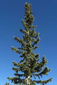 Engelmann Spruce | Medium Tree Seedling | The Jonsteen Company