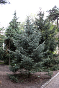 Engelmann Spruce | Lot of 30 Tree Seedlings | The Jonsteen Company
