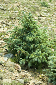 Engelmann Spruce | Lot of 30 Tree Seedlings | The Jonsteen Company
