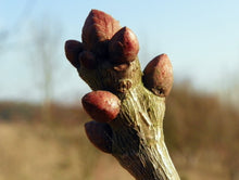 Load image into Gallery viewer, English Oak | Medium Tree Seedling | The Jonsteen Company