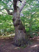 Load image into Gallery viewer, English Oak | Medium Tree Seedling | The Jonsteen Company