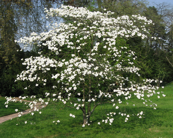 Flowering Dogwood | Seed Grow Kit | The Jonsteen Company