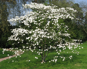 Flowering Dogwood | Small Tree Seedling | The Jonsteen Company