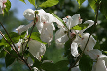 Load image into Gallery viewer, Flowering Dogwood | Large Tree Seedling | The Jonsteen Company