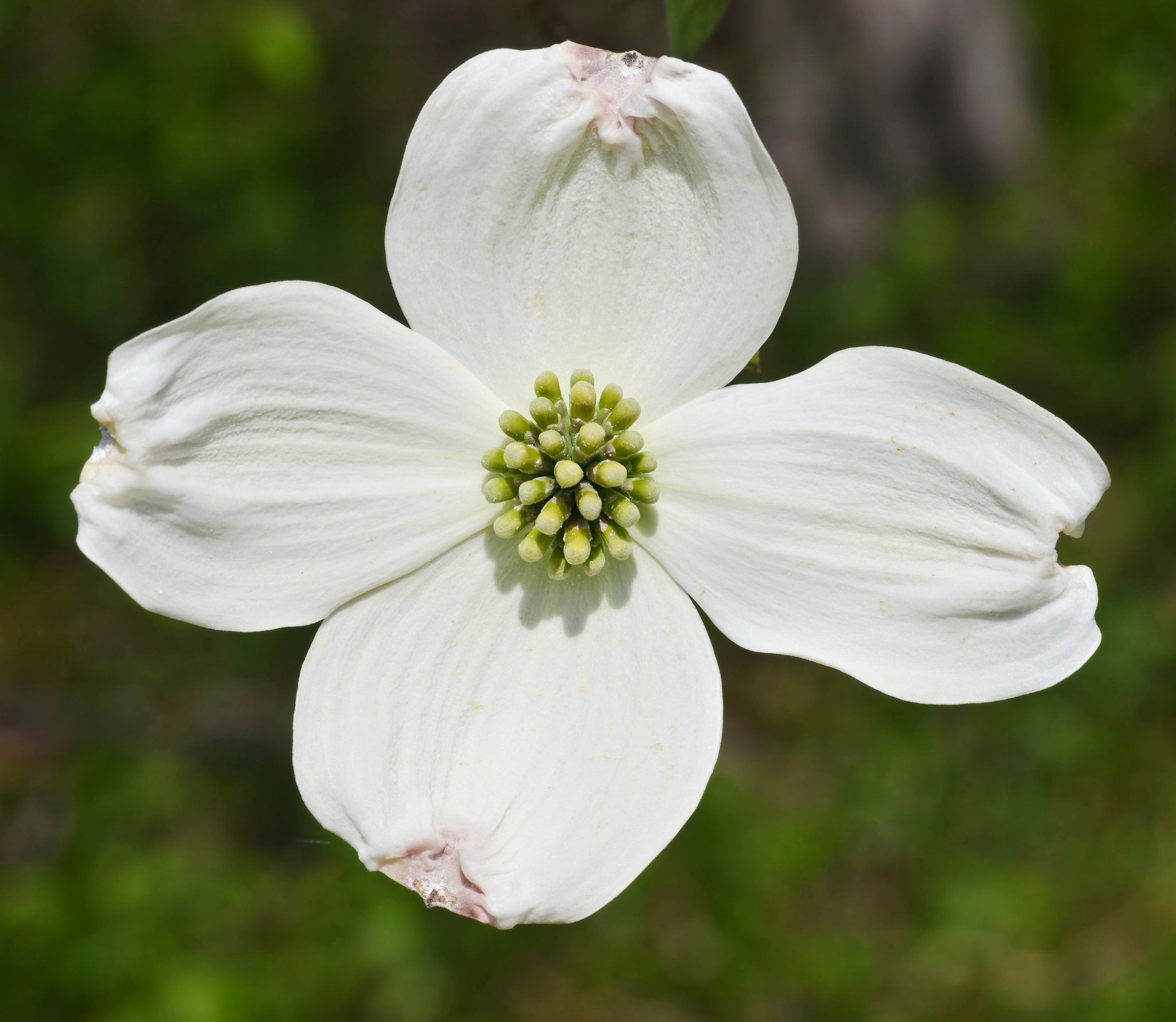 flowering dogwood flower