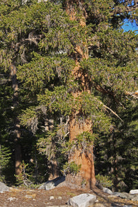 Dadab Tree Southern Foxtail Pine | Medium Tree Seedling – The Jonsteen Company