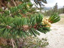 Load image into Gallery viewer, Foxtail Pine | Small Tree Seedling | The Jonsteen Company
