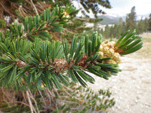 Load image into Gallery viewer, Foxtail Pine | Medium Tree Seedling | The Jonsteen Company