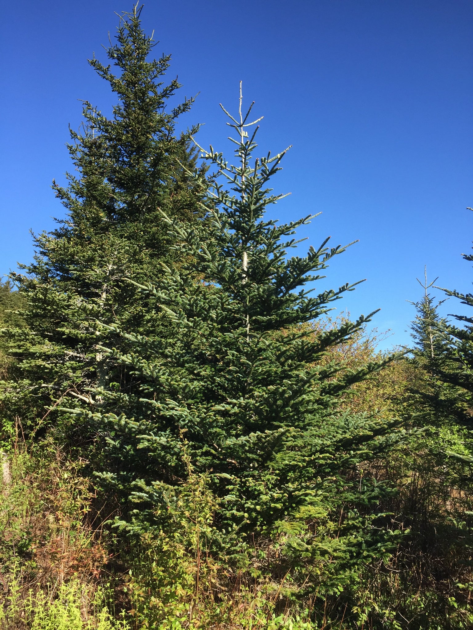 Fraser Fir: A New Look at an Old Friend — In Defense of Plants