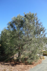 Ghost Pine | Nursery Lot of 30 Tree Seedlings | The Jonsteen Company