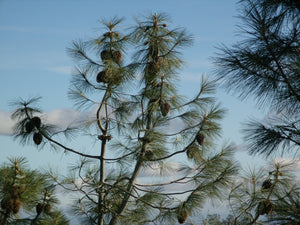 Ghost Pine | Nursery Lot of 30 Tree Seedlings | The Jonsteen Company