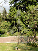 Load image into Gallery viewer, Ghost Pine | Medium Tree Seedling | The Jonsteen Company