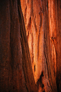 Giant Sequoia Christmas Tree w/ Burlap Container | The Jonsteen Company
