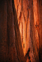 Load image into Gallery viewer, Living Christmas Tree | Giant Sequoia