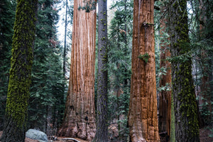 Living Christmas Tree | Giant Sequoia