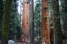 Load image into Gallery viewer, Giant Sequoia | Lot of 30 Tree Seedlings