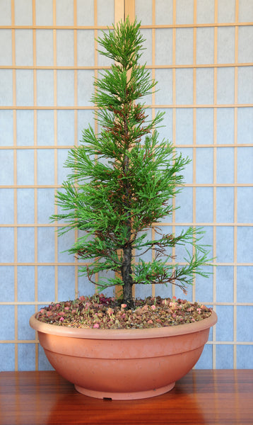 Bonsai Tree | Giant Sequoia | The Jonsteen Company