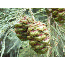 Load image into Gallery viewer, Giant Sequoia | XL Tree Seedling | The Jonsteen Company