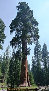 Giant Sequoia | Medium Tree Seedling