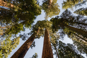 Giant Sequoia | Lot of 30 Tree Seedlings | The Jonsteen Company