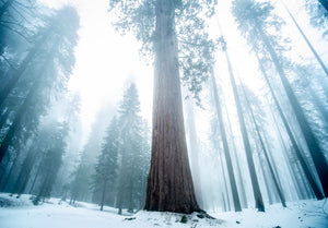 Living Christmas Tree | Giant Sequoia