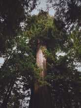 Load image into Gallery viewer, Arbor Day | Giant Sequoia | The Jonsteen Company