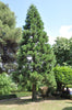 Christmas Tree | Giant Sequoia | The Jonsteen Company
