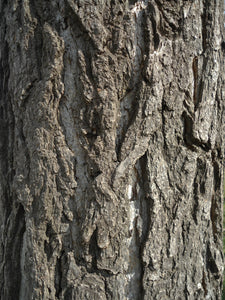 Ginkgo biloba | Large Tree Seedling | The Jonsteen Company