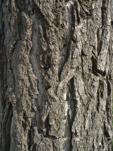 Ginkgo biloba | Small Tree Seedling | The Jonsteen Company