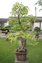 Load image into Gallery viewer, Bonsai Tree | Ginkgo Tree | The Jonsteen Company