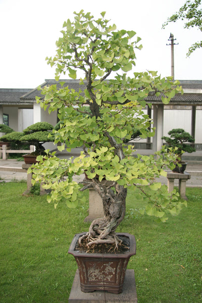 Bonsai Tree | Ginkgo Tree | The Jonsteen Company