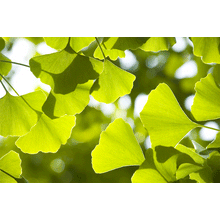 Load image into Gallery viewer, Ginkgo biloba | Large Tree Seedling | The Jonsteen Company