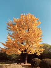 Load image into Gallery viewer, Ginkgo biloba | Small Tree Seedling | The Jonsteen Company