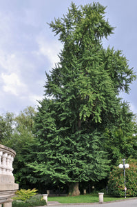 Ginkgo biloba | Large Tree Seedling | The Jonsteen Company