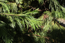 Load image into Gallery viewer, Incense Cedar | Medium Tree Seedling | The Jonsteen Company