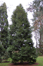 Load image into Gallery viewer, Incense Cedar | Medium Tree Seedling | The Jonsteen Company