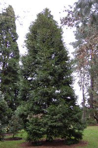 Incense Cedar | Lot of 30 Tree Seedlings | The Jonsteen Company
