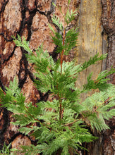 Load image into Gallery viewer, Incense Cedar | Small Tree Seedling | The Jonsteen Company