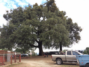 Interior Live Oak | Medium Tree Seedling | The Jonsteen Company