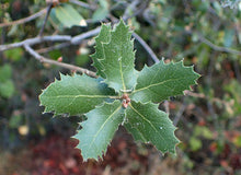 Load image into Gallery viewer, Interior Live Oak | Lot of 30 Tree Seedlings | The Jonsteen Company