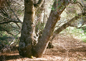 Interior Live Oak | Medium Tree Seedling | The Jonsteen Company