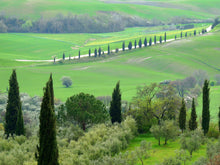 Load image into Gallery viewer, Italian Cypress | Medium Tree Seedling | The Jonsteen Company