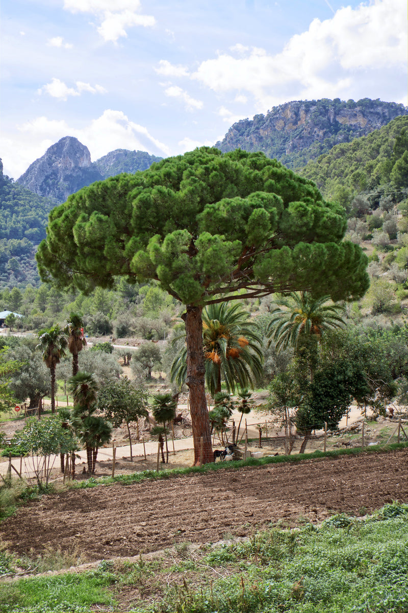 Italian Stone Pine | Medium Tree Seedling – The Jonsteen Company