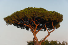 Load image into Gallery viewer, Italian Stone Pine | Mini-Grow Kit