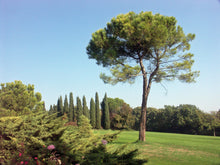 Load image into Gallery viewer, Italian Stone Pine | Small Tree Seedling | The Jonsteen Company