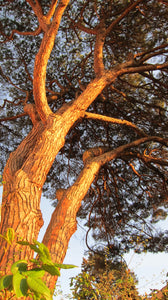 Italian Stone Pine | Small Tree Seedling | The Jonsteen Company